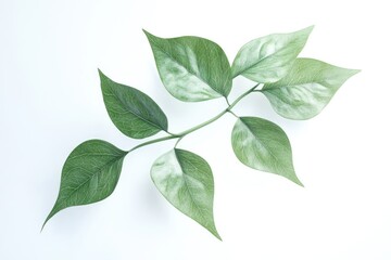 Fresh Piper betle leaves isolated on white background