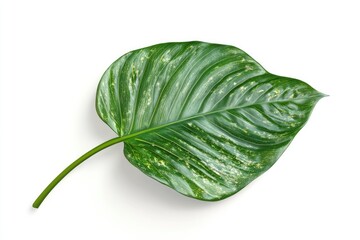 Green betel leaf isolated on white background.
