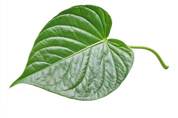 Green betel leaf isolated on white background.