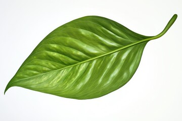 Obraz premium Green betel leaf isolated on white background.