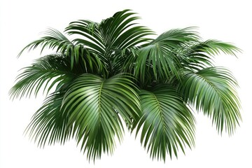 Fototapeta premium Palm tree leaves isolated on white background.