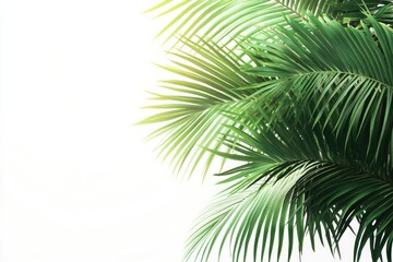 Obraz premium Palm tree leaves isolated on white background.