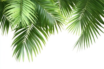 Fototapeta premium Palm tree leaves isolated on white background.