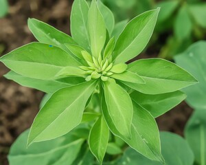 Obraz premium Spurge Plant: A Green Garden Beauty in Agriculture Field
