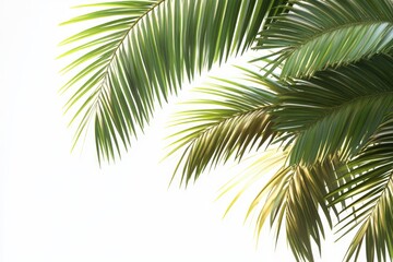 Palm tree leaves on white background.