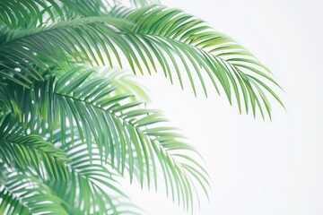 Obraz premium Palm tree leaves on white background.