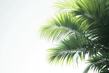 Palm tree leaves on white background.