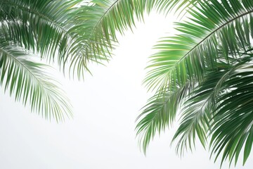 Palm tree leaves on white background.