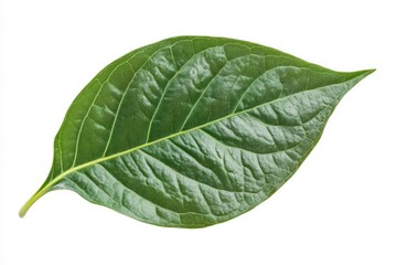 Obraz premium Single Piper betle leaf isolated on white background