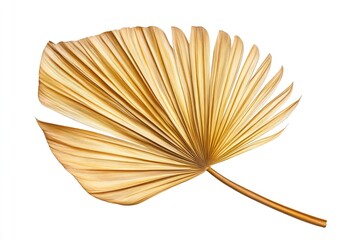 Tropical dry palm leaf isolated on white background
