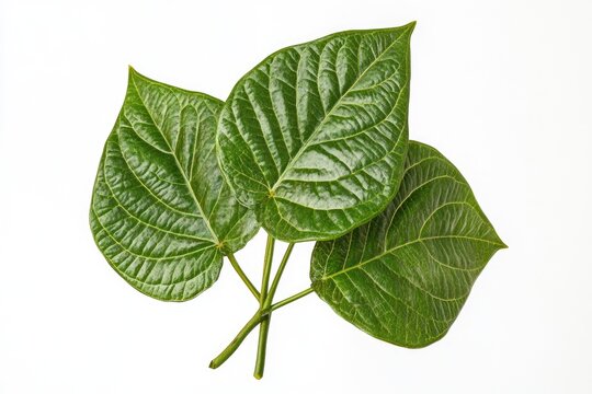 Wild Betel Leafbush   Piper sarmentosum Roxb on white background
