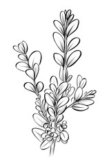 black and white hand drawn branches of a boxwood shrub vector