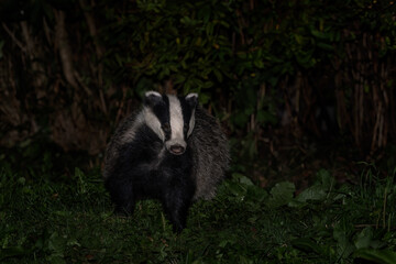 Eurasian Badger - Meles meles, popular beautiful carnivore from European and Asian forests, White Carpathians, Czech Republic. © David