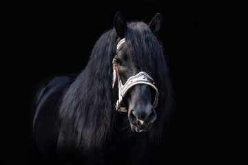 Black shot portrait of an impressive noriker coldblood horse stallion in front of black background