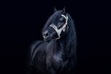 Black shot portrait of an impressive noriker coldblood horse stallion in front of black background