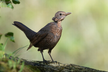 female Blackbird Turdus merula on the forest puddle bird batch time Poland Europe drinking water