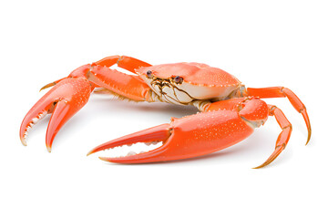 Cooked snow crab isolated on white background.