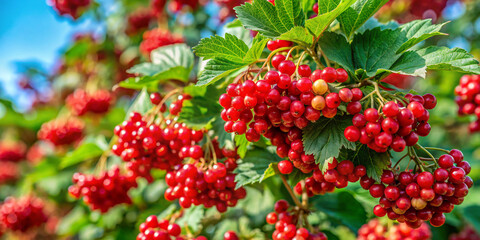 Obraz premium red berries on a bush. berry, fruit, red, berries, nature, tree, plant, food, branch, autumn, bush, leaf, ripe, rowan, currant, garden, leaves, summer, bunch, healthy, redcurrant, sweet, fruits, hawth
