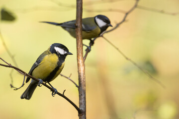 Bird - Colorful great tit Parus major drinking water and bathing in forest pond, photographed in horizontal, amazing background, summer time