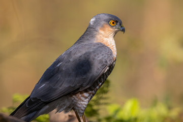 Birds of prey male Sparrowhawk Accipiter nisus, hunting time bird sitting on forrest pond and drinking water, Poland Europe	
