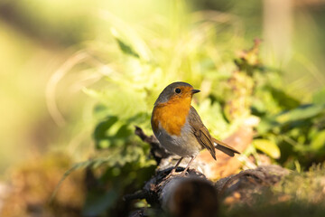 Bird Robin Erithacus rubecula, small bird in forest puddle, summer time in Poland Europe bird drinking water