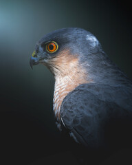 Birds of prey male Sparrowhawk Accipiter nisus, hunting time bird sitting on forrest pond and drinking water, Poland Europe dark moody portrait
