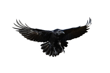 Obraz premium Birds flying raven isolated on white background Corvus corax. Halloween - flying bird