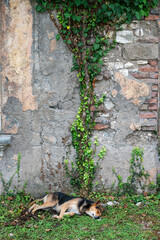 sleeping dog near wall