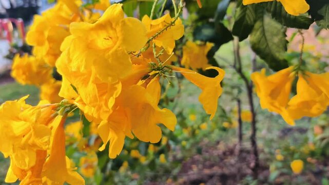 Yellow Trumpet Flower (Tecoma stans) thrives in gardens. It has received the Award of Garden Merit from the Royal Horticultural Society of England.