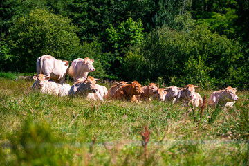 vaches dans un pré en vallée de Chevreuse, région parisienne