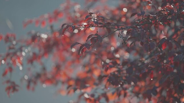 Vibrant red leaves beaded with water drps gently hang from branches with the soft blur of sunlight in the distance, creating a serene and dreamlike atmosphere.