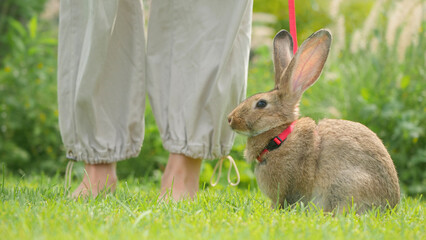 A rabbit in a red harness sits on the grass near a young woman's feet, enjoying a calm outdoor environment.