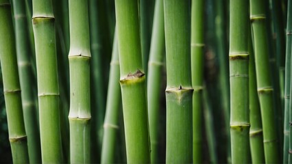 Obraz premium Close-up of vibrant green bamboo stalks