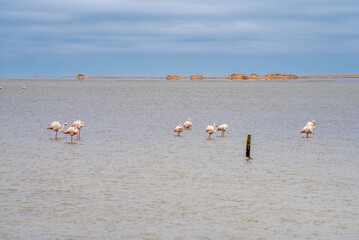 Fototapeta premium Flamingos in der Lagune von Walvis Bay, Namibia