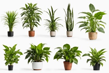 Obraz premium Assorted potted houseplants against white background