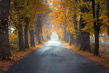 autumn view with colorful trees and shining road