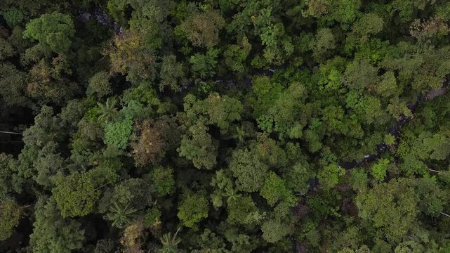 Aerial top down rainforest and rivers in Ecuador. Mindo ecuador Dense rainforest with river and streams.