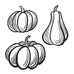 Pumpkins. Set autumn sketches. Vector line illustrations, hand drawn isolated. Black and white doodle of Thanksgiving and Harvesting vegetables, healthy eating. Clipart for card, sticker, Halloween.