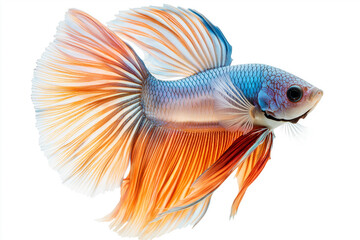 Fototapeta premium Beautiful, colorful betta fish on a white background, with dynamic movement and composition, in the style of hyper-realistic photography.