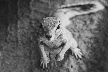 Portrait du X&eacute;rus (rat palmiste) en Namibie 