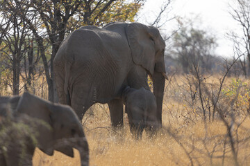 Elephants au parc d'Etosha