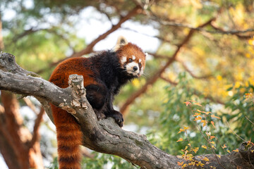 Cute red panda living in a zoo in Japan with tree branch and ground.
