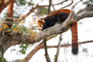 Cute red panda living in a zoo in Japan with tree branch and ground.