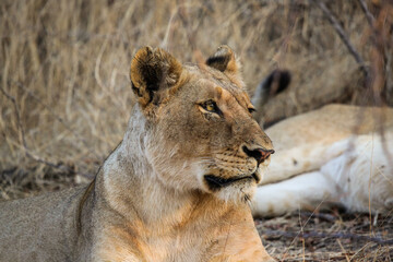 Portrait de lionne dans le parc Kruger en Afrique du Sud