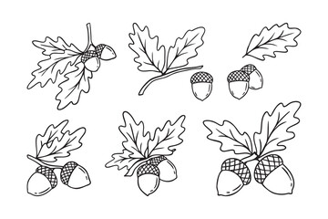 Hand drawn doodle oak leaves acorns icon set. leaf, acorn of an oak tree. Outline drawing an acorn.  © Yanka