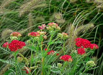 kwitnący na czerwono krwawnik pospolity z rozplenicami, czerwony krwawnik, czerwona odmiana krwawnika i rozplenica japońska, Achillea millefolium, Pennisetum alopecuroides © kateej