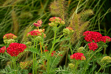 kwitnący na czerwono krwawnik pospolity z rozplenicami, czerwony krwawnik, czerwona odmiana krwawnika i rozplenica japońska, Achillea millefolium, Pennisetum alopecuroides © kateej