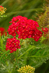 kwitnący na czerwono krwawnik pospolity, czerwony krwawnik, czerwona odmiana krwawnika, Achillea millefolium © kateej