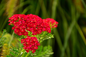 kwitnący na czerwono krwawnik pospolity, czerwony krwawnik, czerwona odmiana krwawnika, Achillea millefolium © kateej