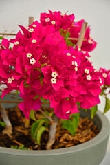 kwitnąca bugenwilla, kącicierń,  bugenwilla w doniczce, Bougainvillea, kwitnace pnącze, ciernisty krzew, 